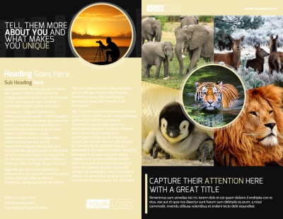 Wildlife Photography