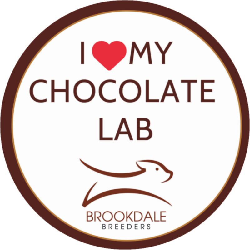 Chocolate Lab Sticker Template