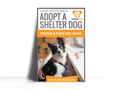Pet Adoption Shelter