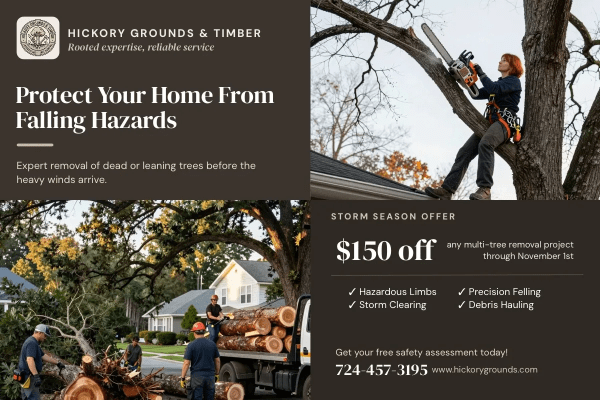 Tree Removal Landscaping