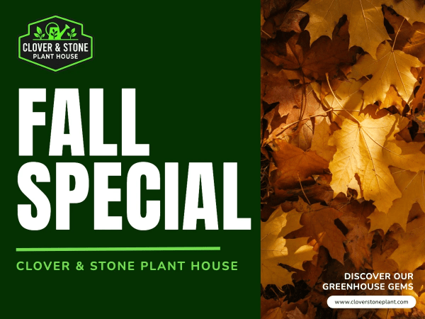 Fall Special Greenhouse