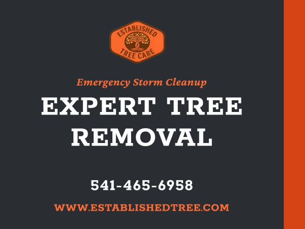 Storm Damage Tree Service